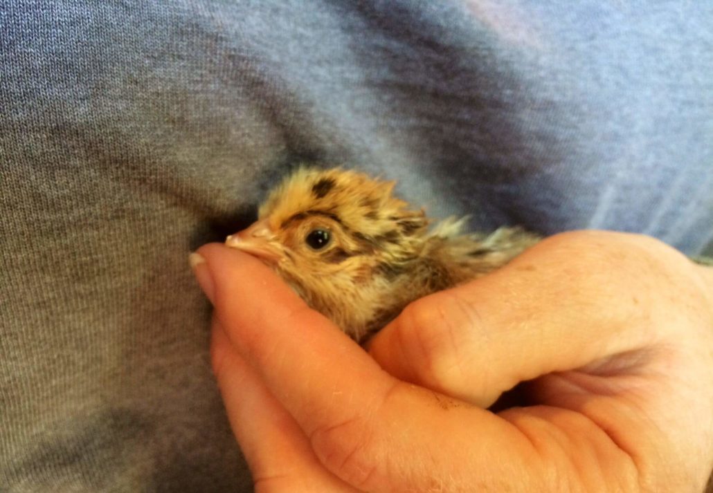 Shaddix Chickens Baby Chick