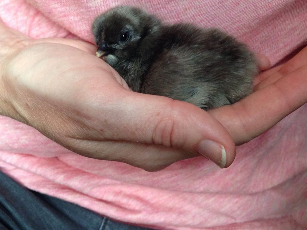 Shaddix Chickens Baby Chick Gray