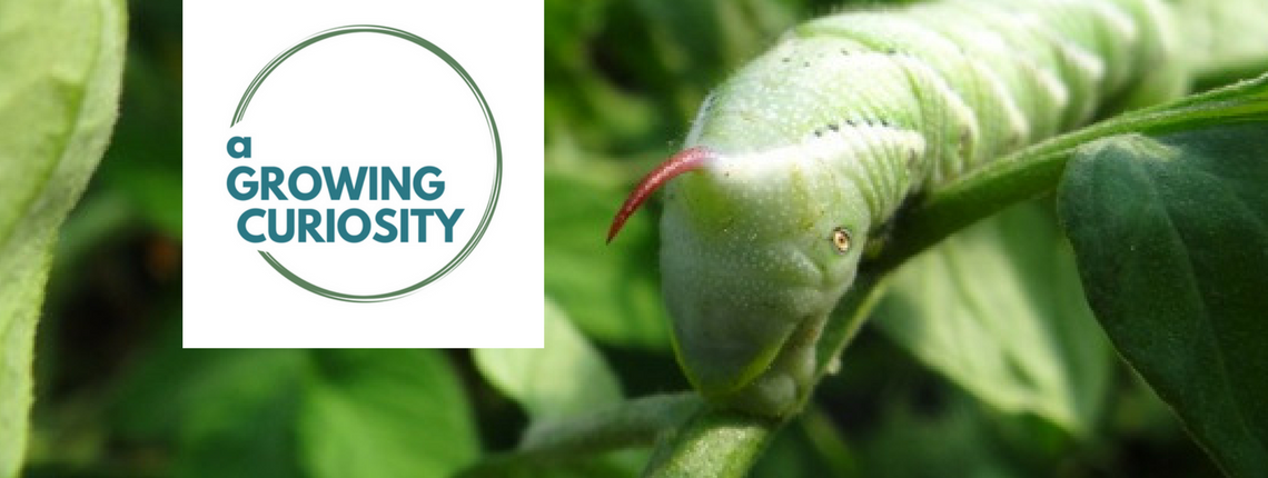 A Growing Curiosity header 2