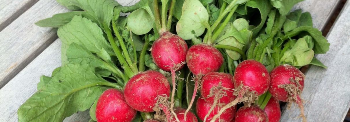 Radish Bundle 0633