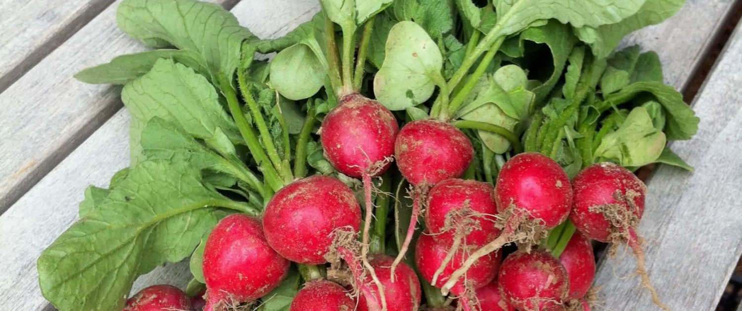 Radish Bundle 0633 Radish Bundle 0633